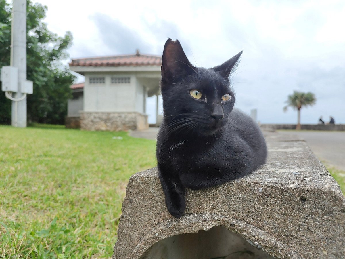 🌳 남쪽 해변마을 녹지공원 (파이누하마초료쿠치코엔) 이미지 8